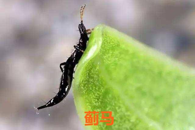 柑橘_修剪_防治