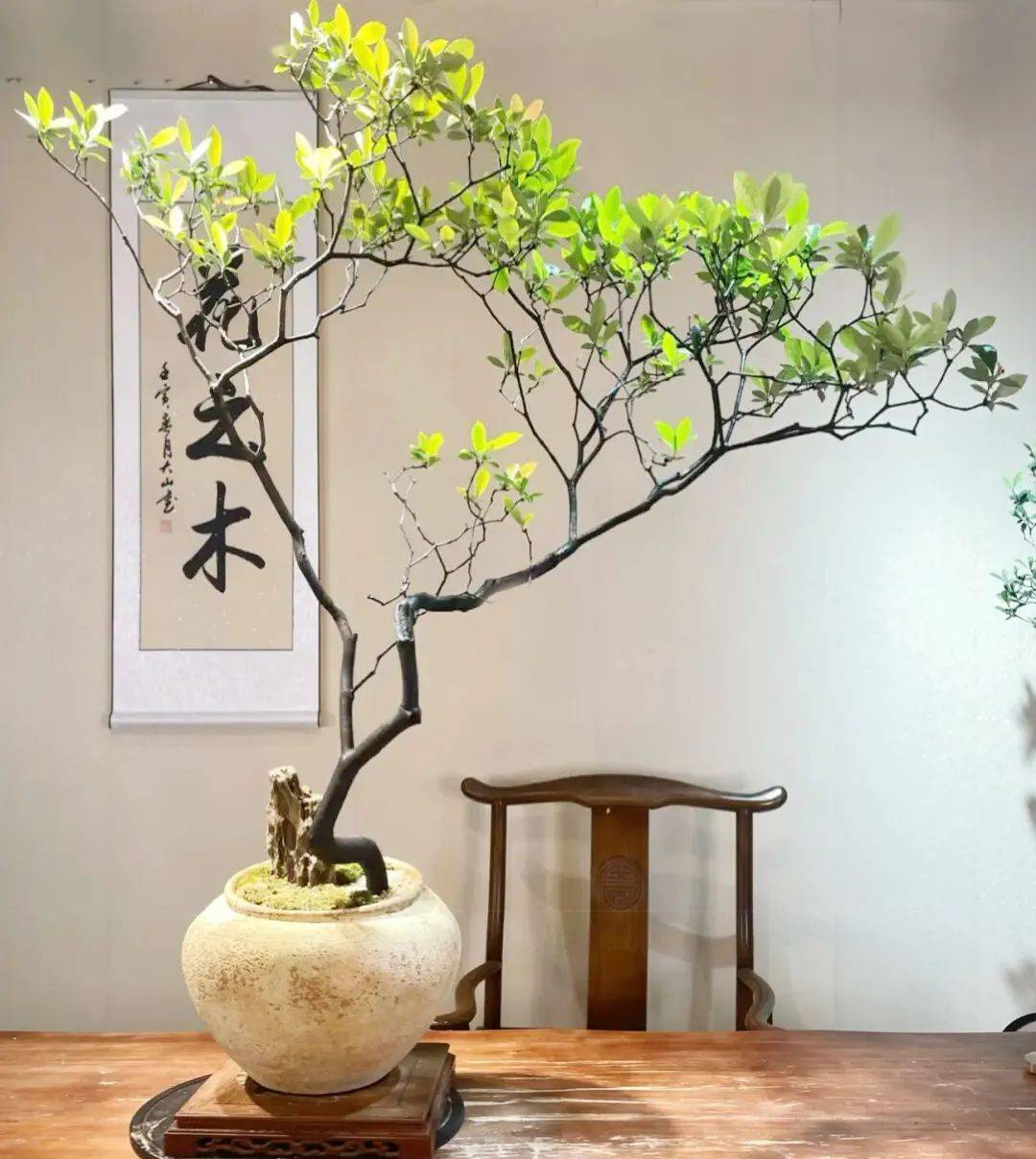 书法家最爱种的一种树,奇趣生姿,太美了!_春花_石斑_黑褐色