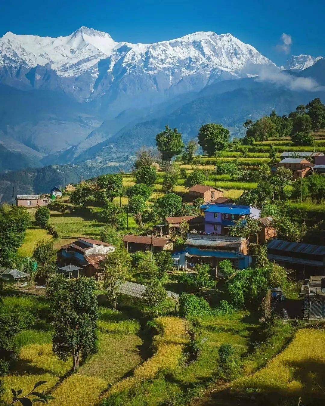 全年仅一次,去喜马拉雅南麓的尼泊尔,参加全球最"好色"节日-洒红节!