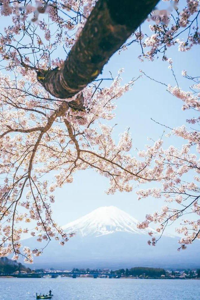 2024日本关东樱花之旅,醉美赏樱打卡地送上,每个都有!