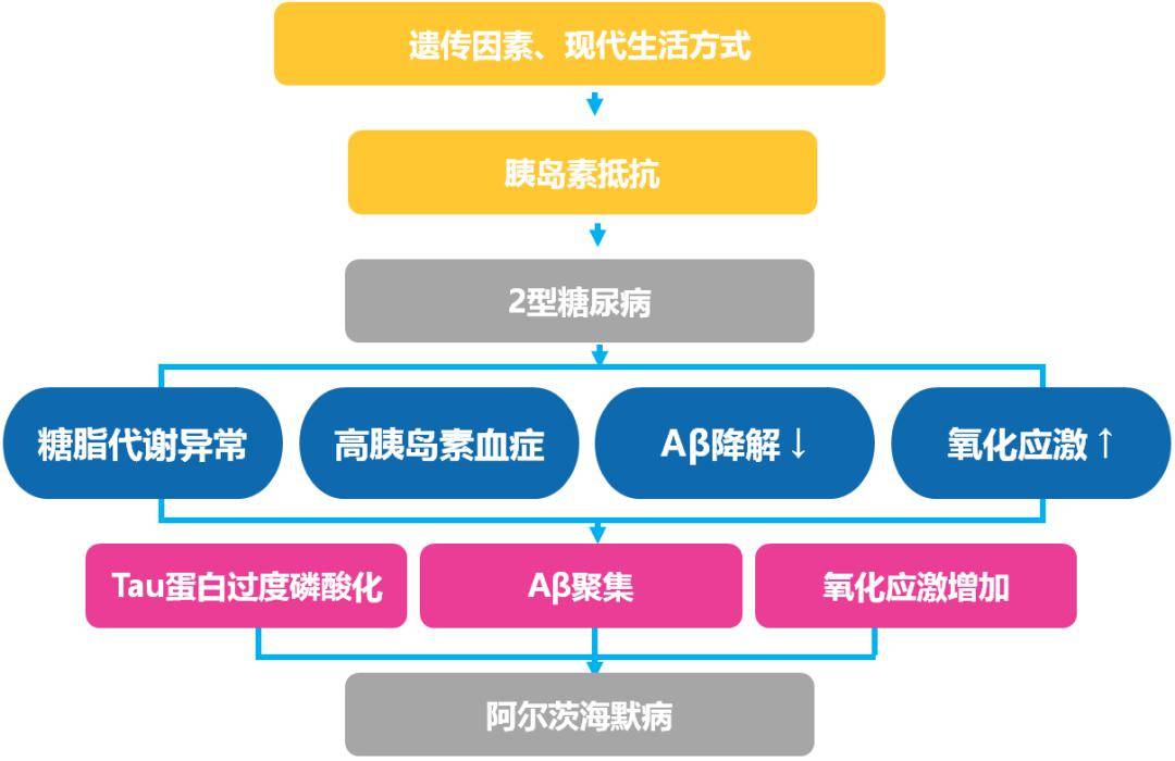 機制的假說,如aβ異常沉積,tau蛋白過度磷酸化,膽鹼能假說,糖脂代謝