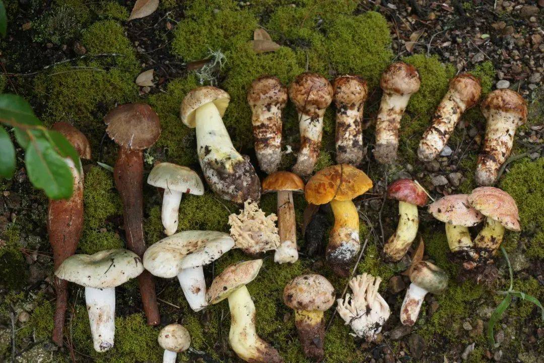 没想到18元的菌汤包,竟用的是真云南野生菇,鲜美暖胃