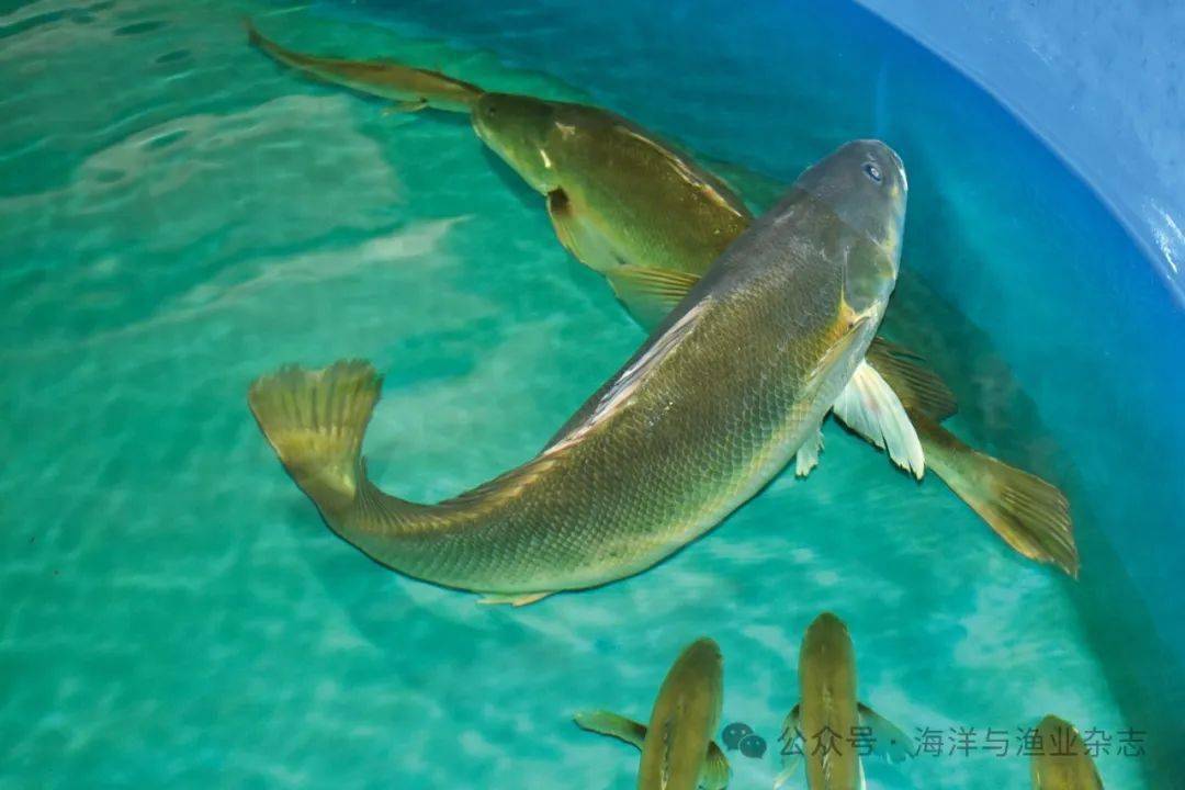 广东现代化海洋牧场建设 | 粤强种芯,打好种业"翻身