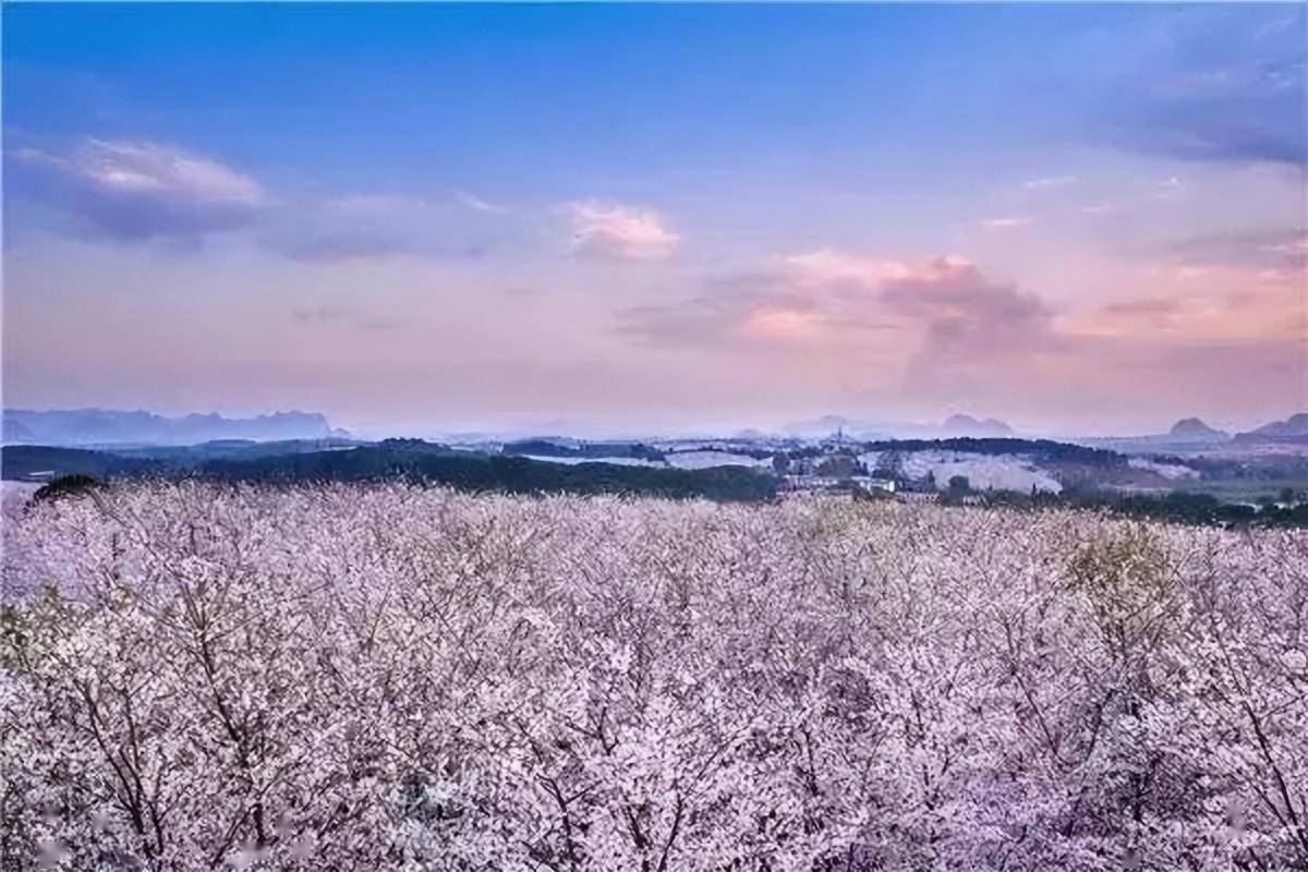 巴南百节樱花图片