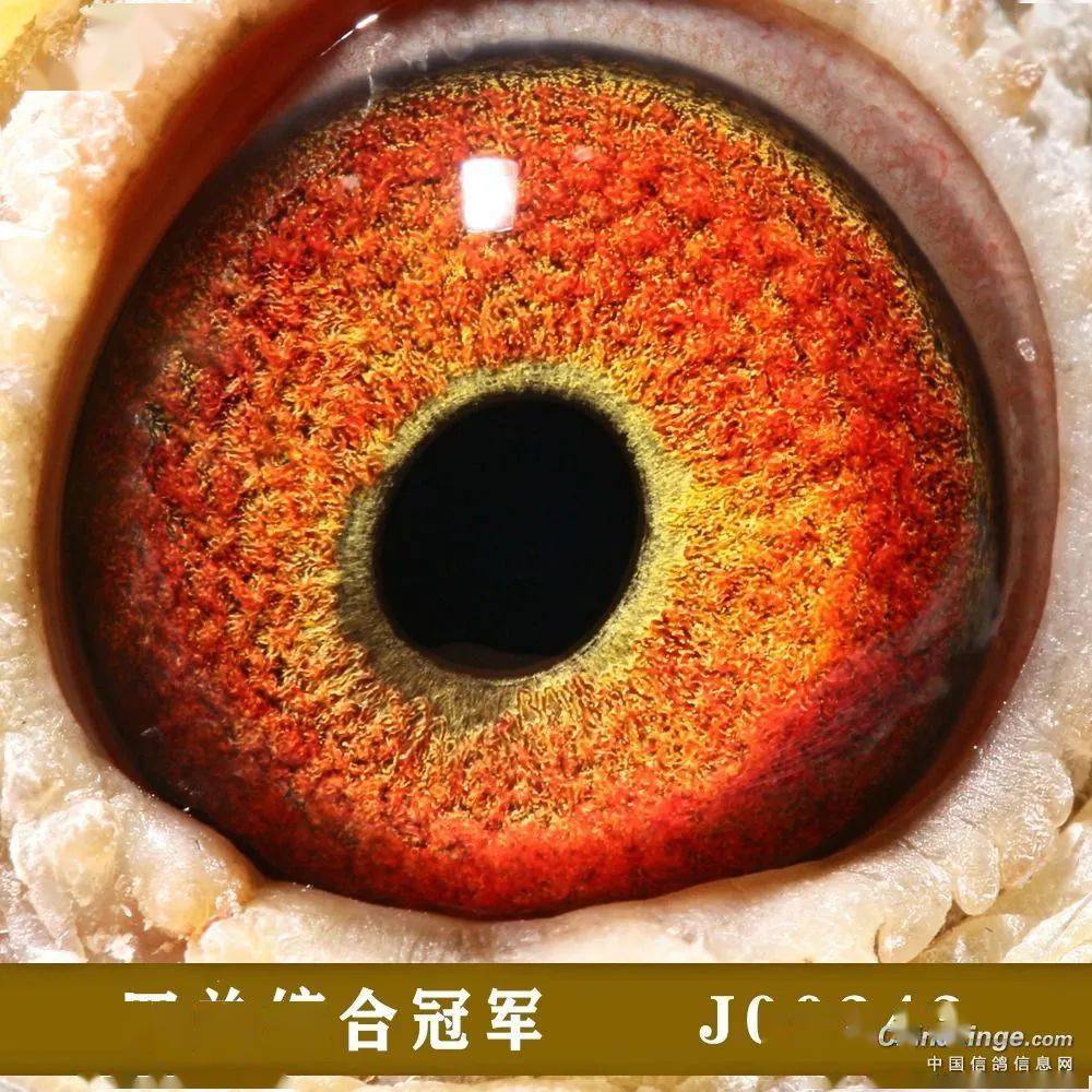 山西赛鸽特比环火爆 五关鸽王冠军欣赏