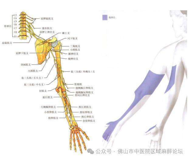 臂丛腋路最简单定位图片