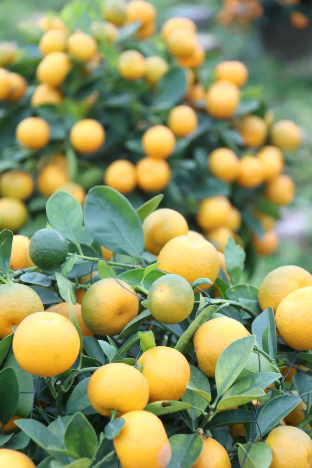 1米8高蝴蝶兰,年桔"源头工厂"!就在桂城→_批发_佛山市_南海区