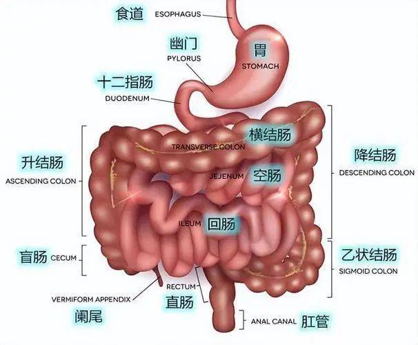 小肠镜是小肠疾病最直接的检查方式,但其需要特殊设备,专门的检查医生