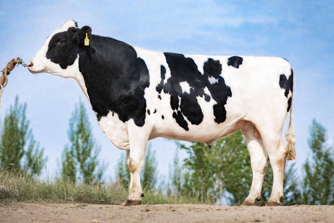 优然牧业赛科星清水河奶牛核心育种场出生291ho22027种公牛投产 在美