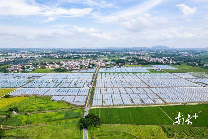 高州市沙田镇卢村村解锁宜居宜业特色乡村"幸福密码"_发展_环境_村民
