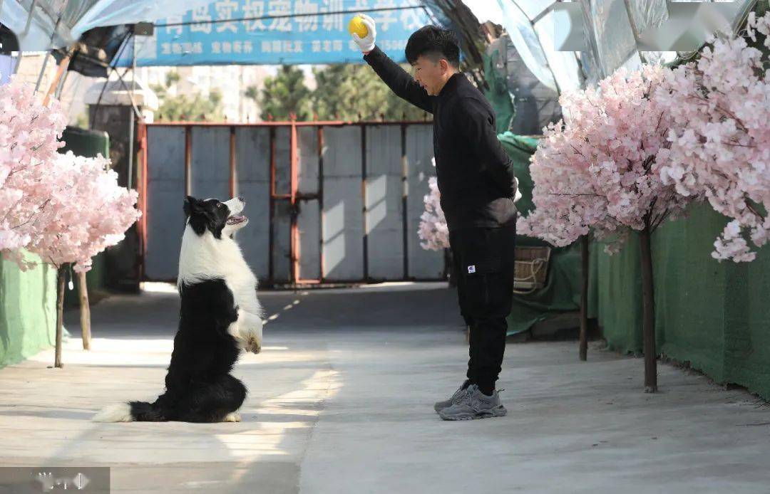 "禁养的烈性犬伤人,饲养人担全责"?专家解读!_责任