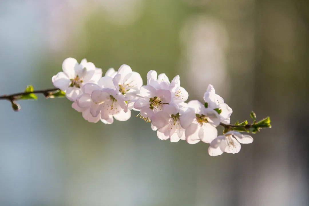 缘份如风逐落花古诗(缘分随风飘荡 缘尽此生也守望是什么意思)