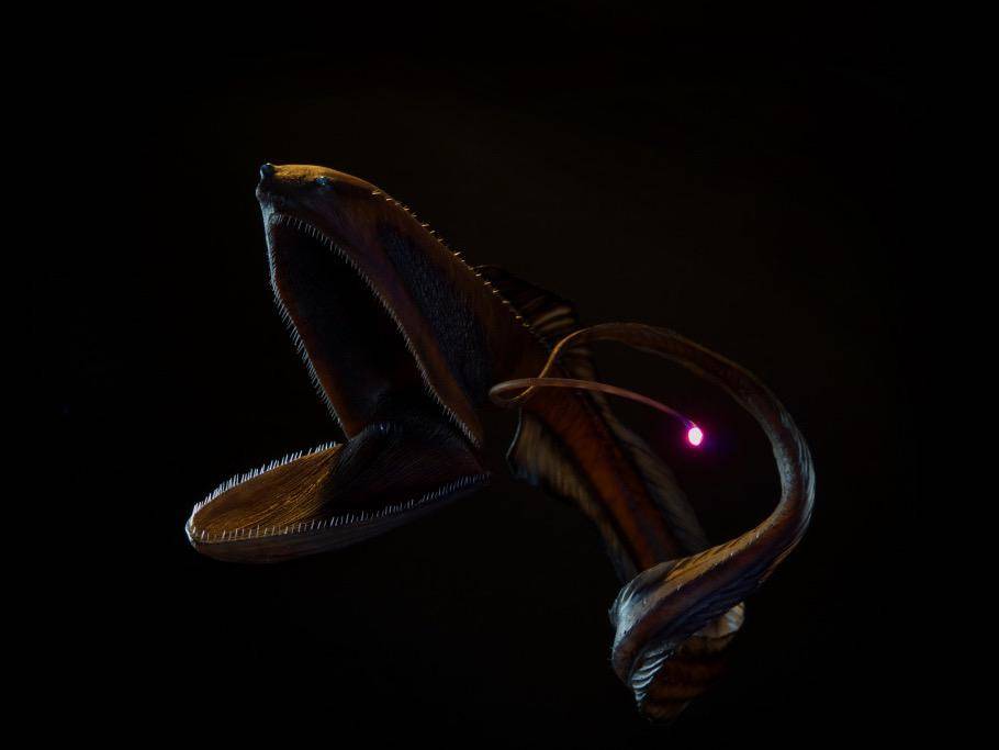 深海_猎物_尾巴