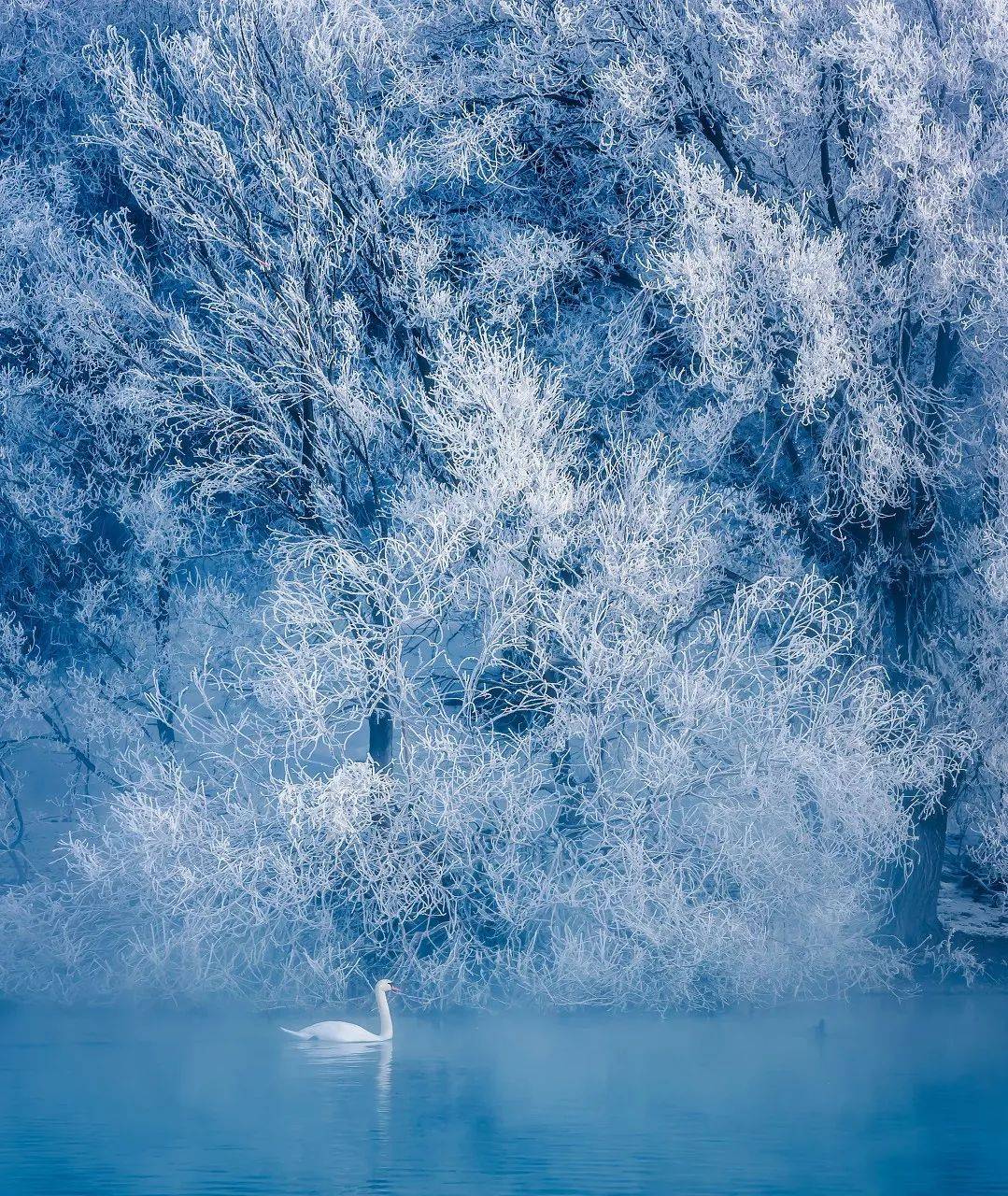 地址:伊宁县英塔木乡夏合勒克村伊犁河北岸门票:30元/人,2月10日-24日