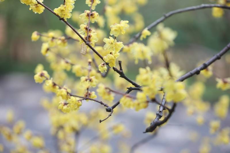 近三年"五朵金花"数据来了_水仙