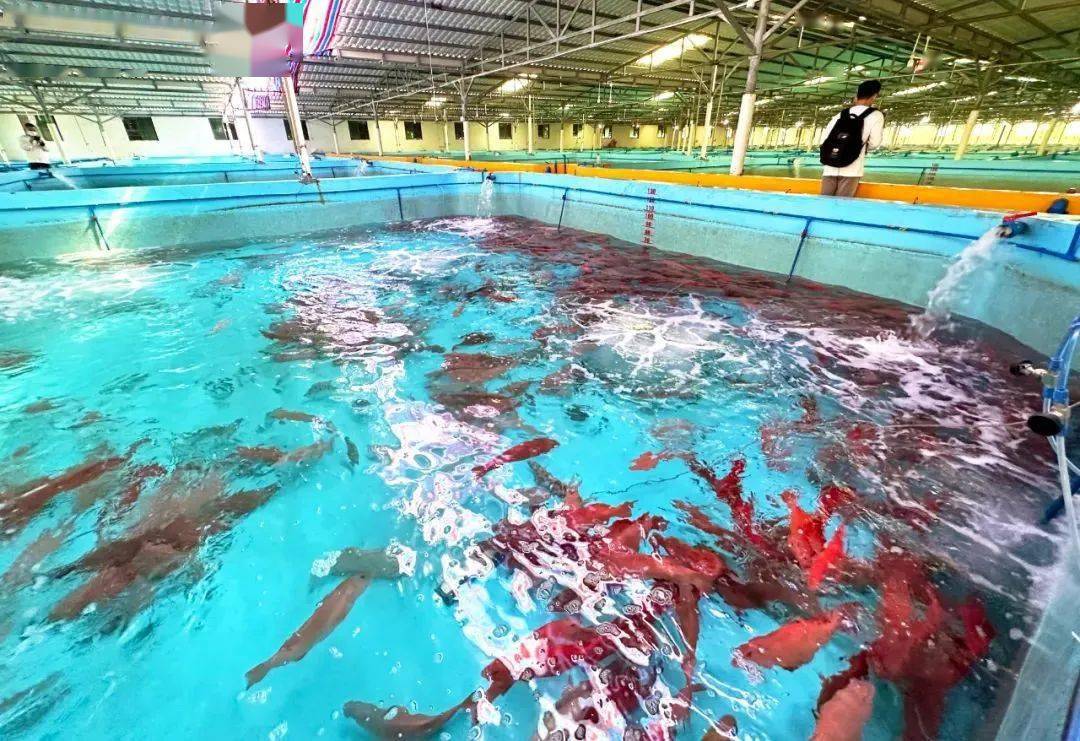 海南万宁"海中玫瑰"东星斑渐成餐桌上的贵族鱼_养殖_繁育_林兰