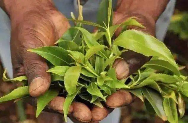 于东非和阿拉伯半岛地区的植物,也是世界卫生组织确定的ii类软性毒品