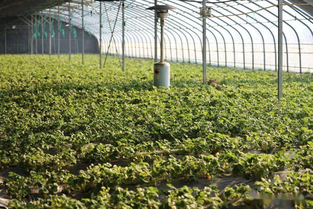山东胶州:智能大棚春意盎然_农业_数字_草莓