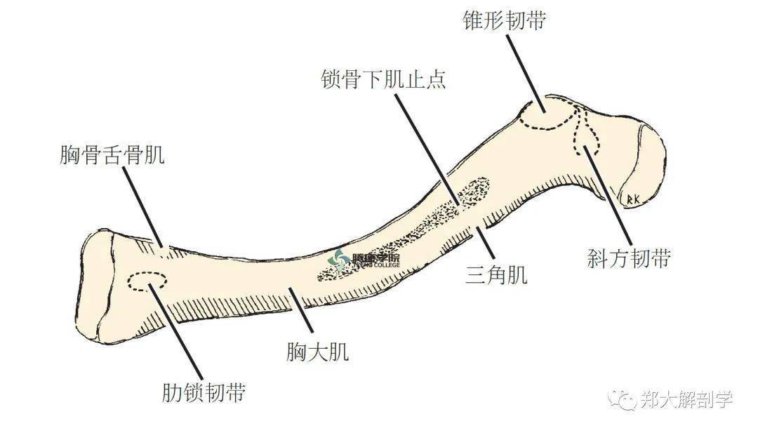 肩部骨骼及關節_鎖骨_結構_韌帶