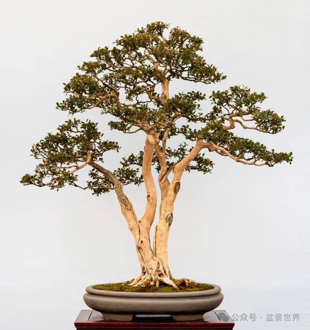 除夕大赏!郑志林盆景艺术展全集