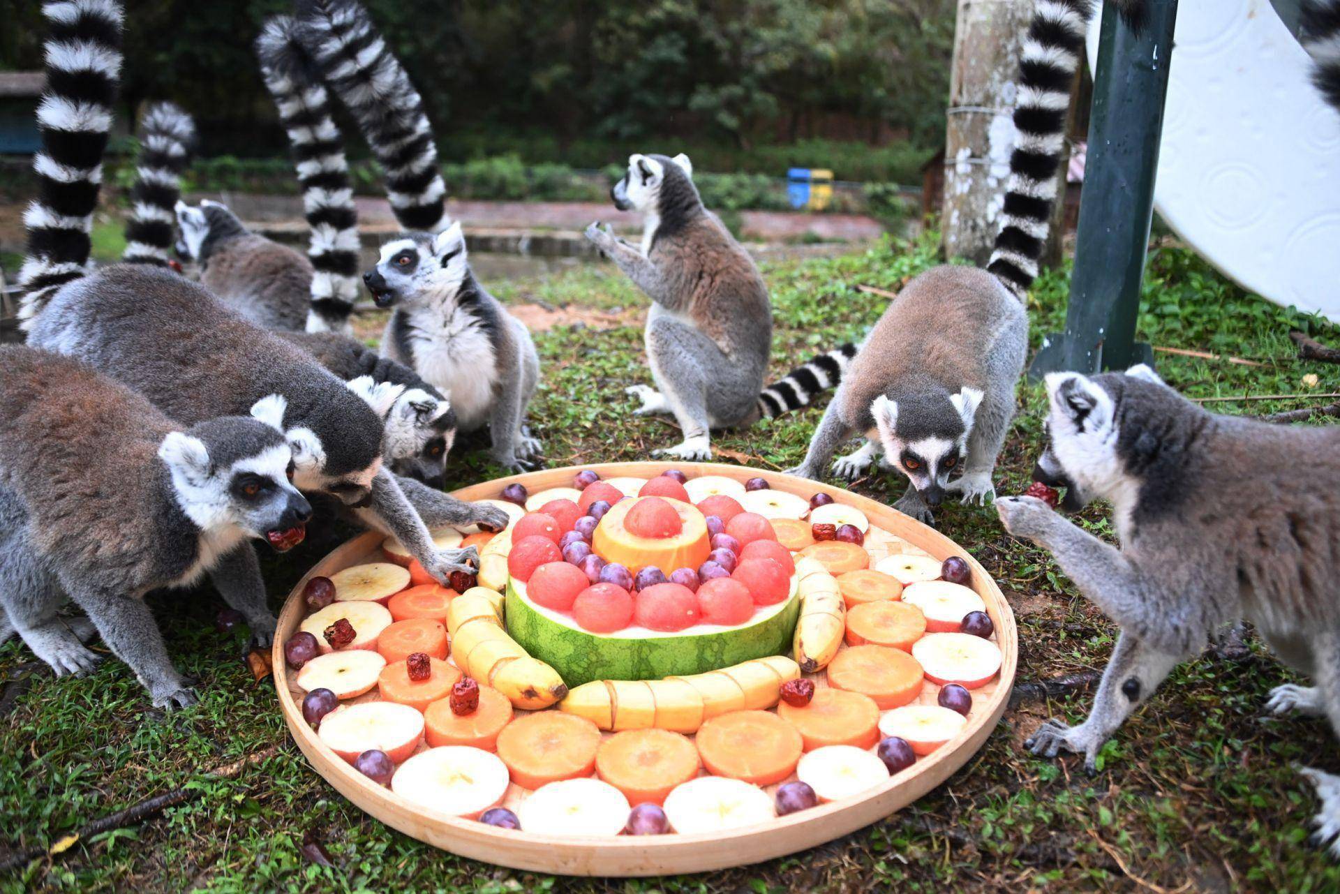 深圳野生动物园动物乐享特色"年夜饭"_食物_金丝猴_西瓜
