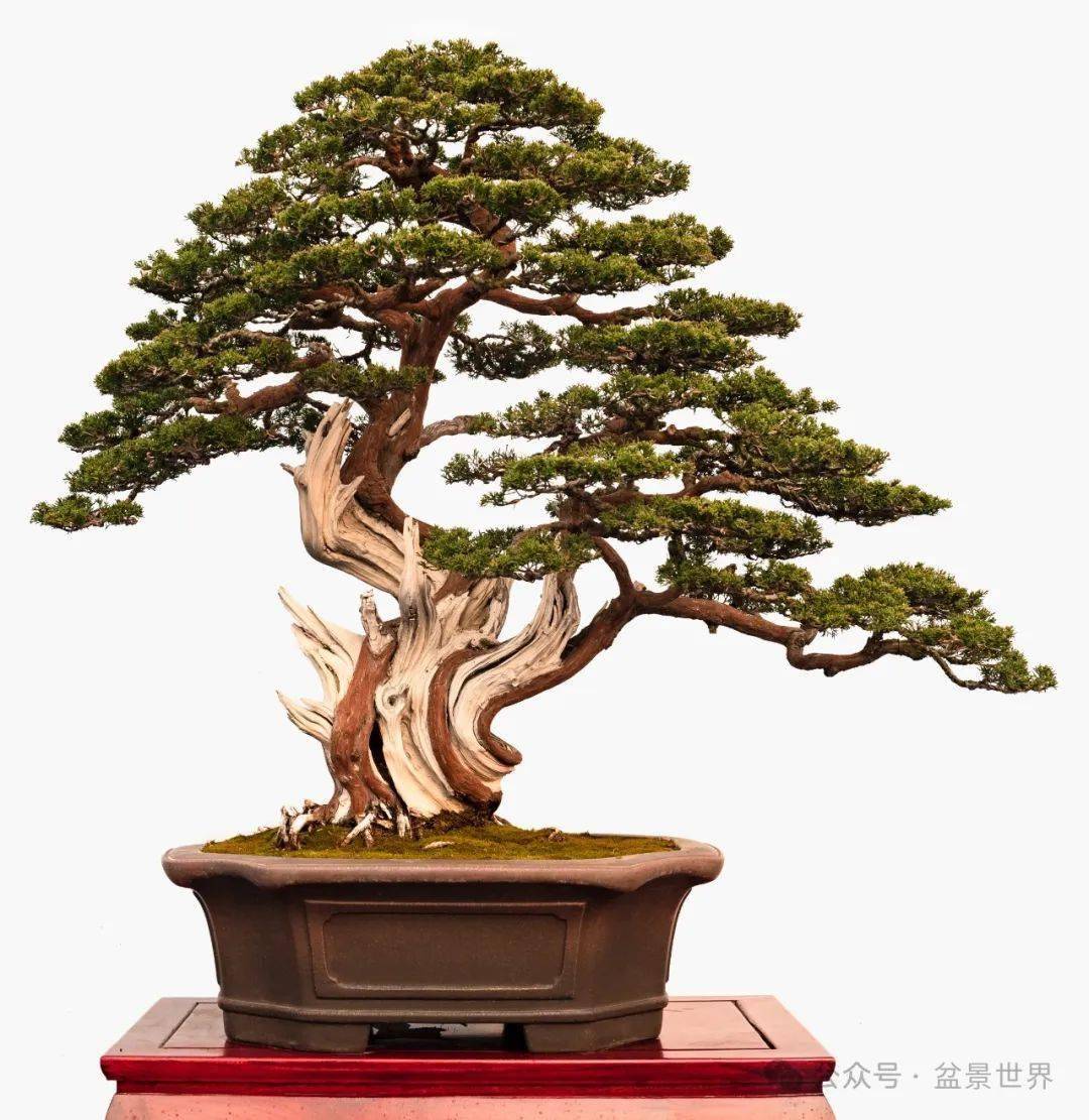 郑志林盆景艺术展全集_先生_作品_活动