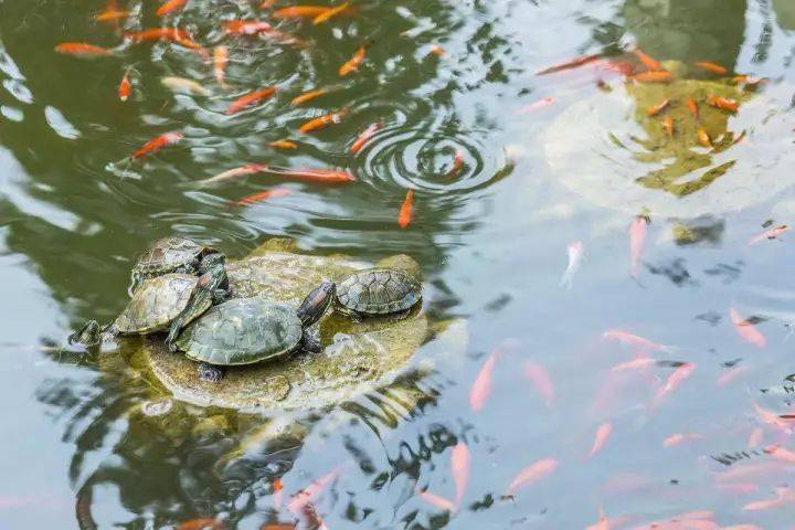 池塘裡冒出來,嘴巴打開著,眼睛也會注視著筱巧,烏龜的身體浮在水面上