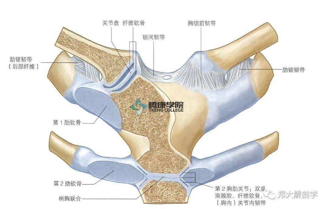 锁骨头胸骨头锁骨三角图片