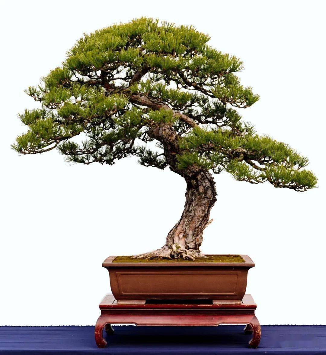 除夕大赏!郑志林盆景艺术展全集