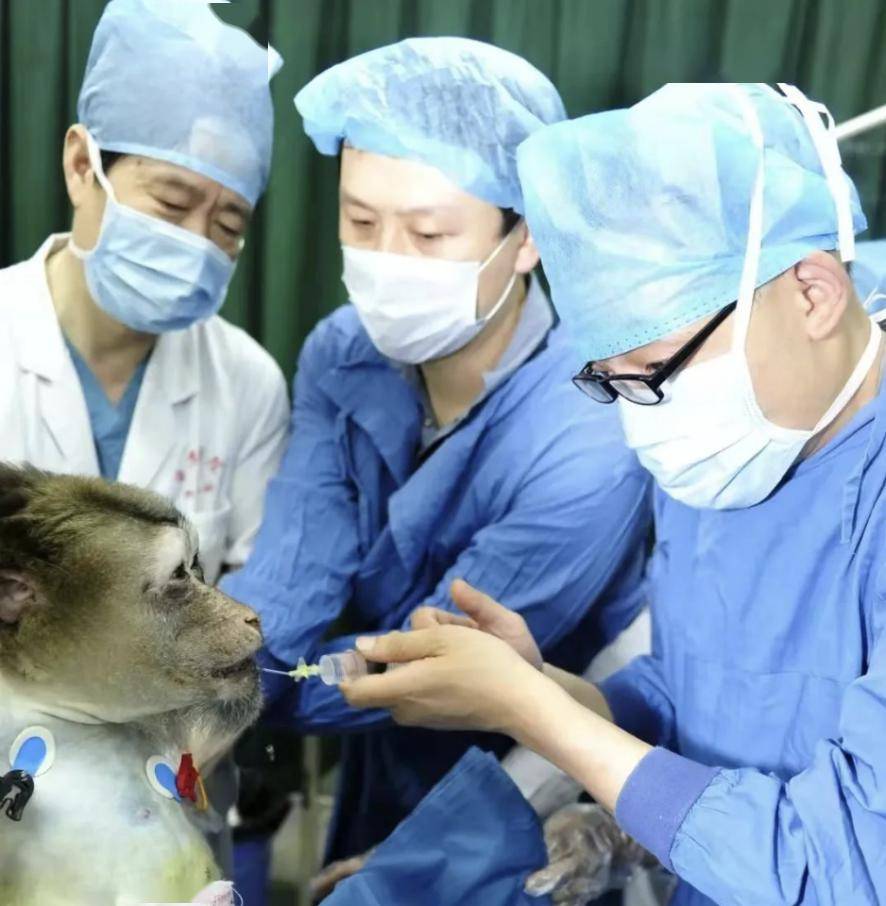 把豬心移植給人,中國專家邁出重要一步_手術_心臟_團隊