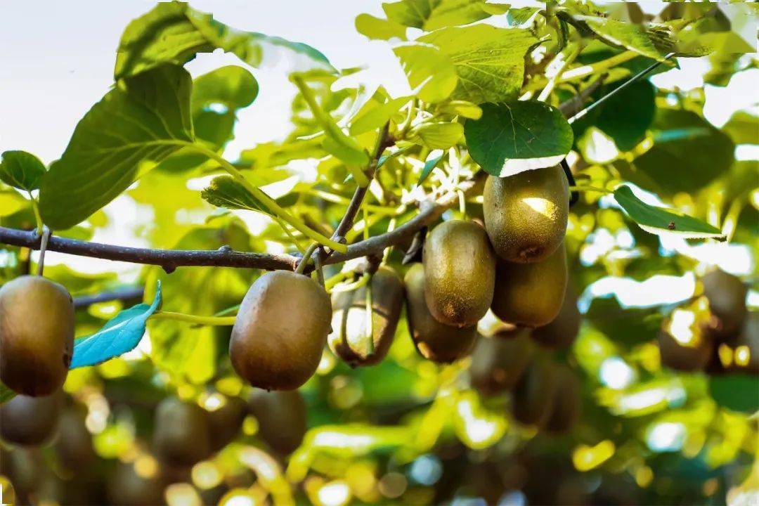 果树 树 水果 植物 1080_720