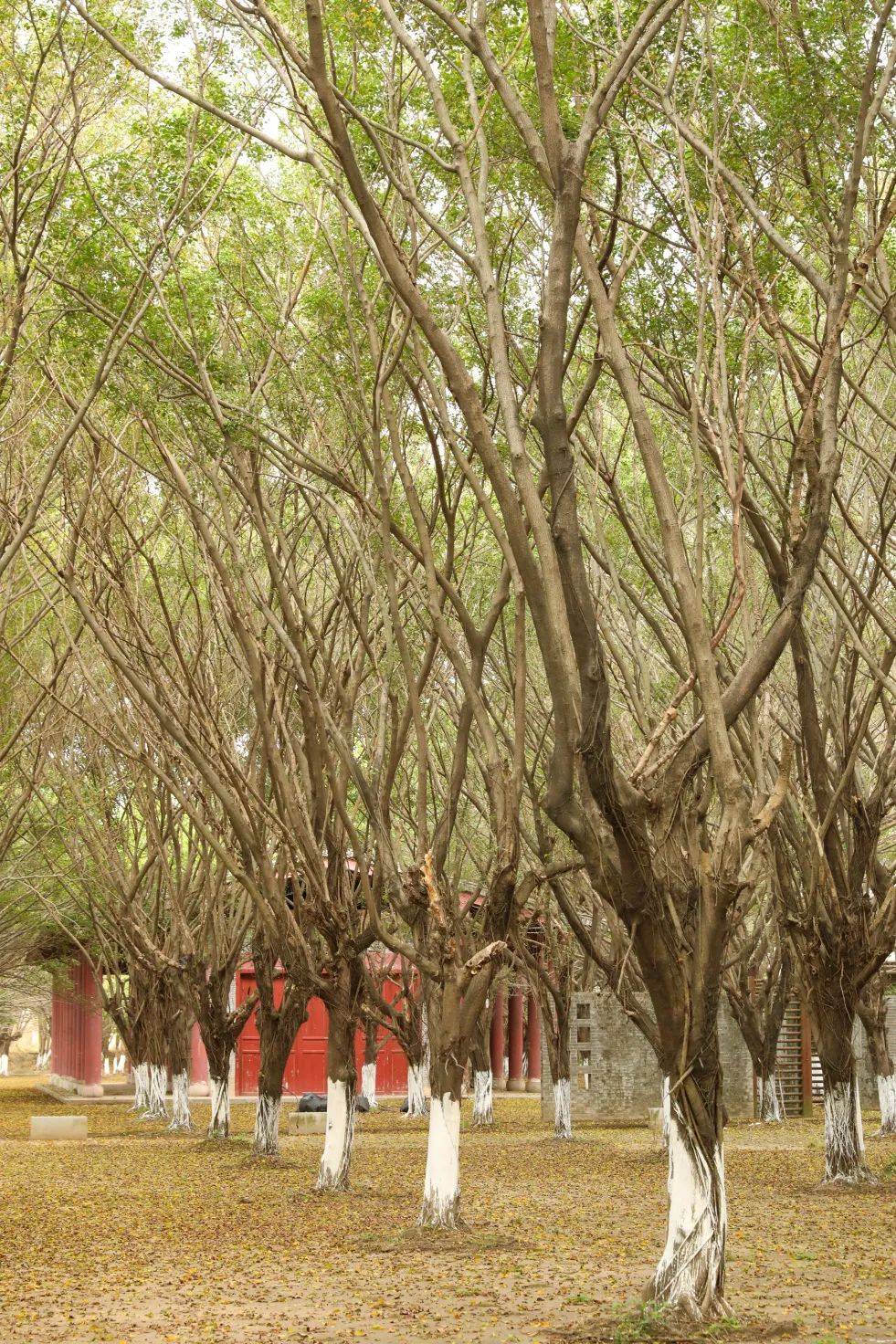电影同款取景点茶山囡带你在茶山打卡下面▽东莞同沙生态公园▽石龙