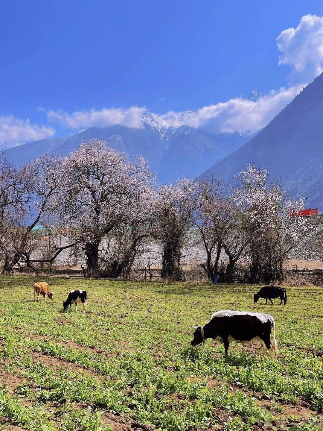 2024【藏地花开-川藏南线】金川梨花中路藏寨措普沟