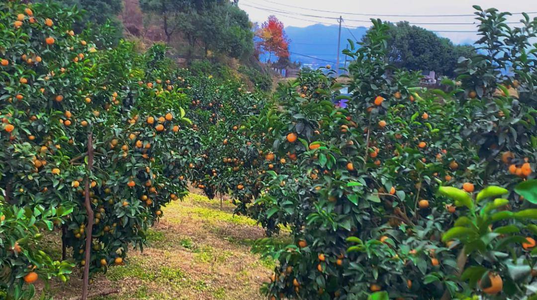 世外桃源·半山腰处的橘子园,伸手就能摘橘子的快乐～简直绝绝子!
