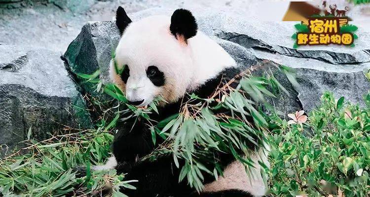 中国50大动物园排名图片