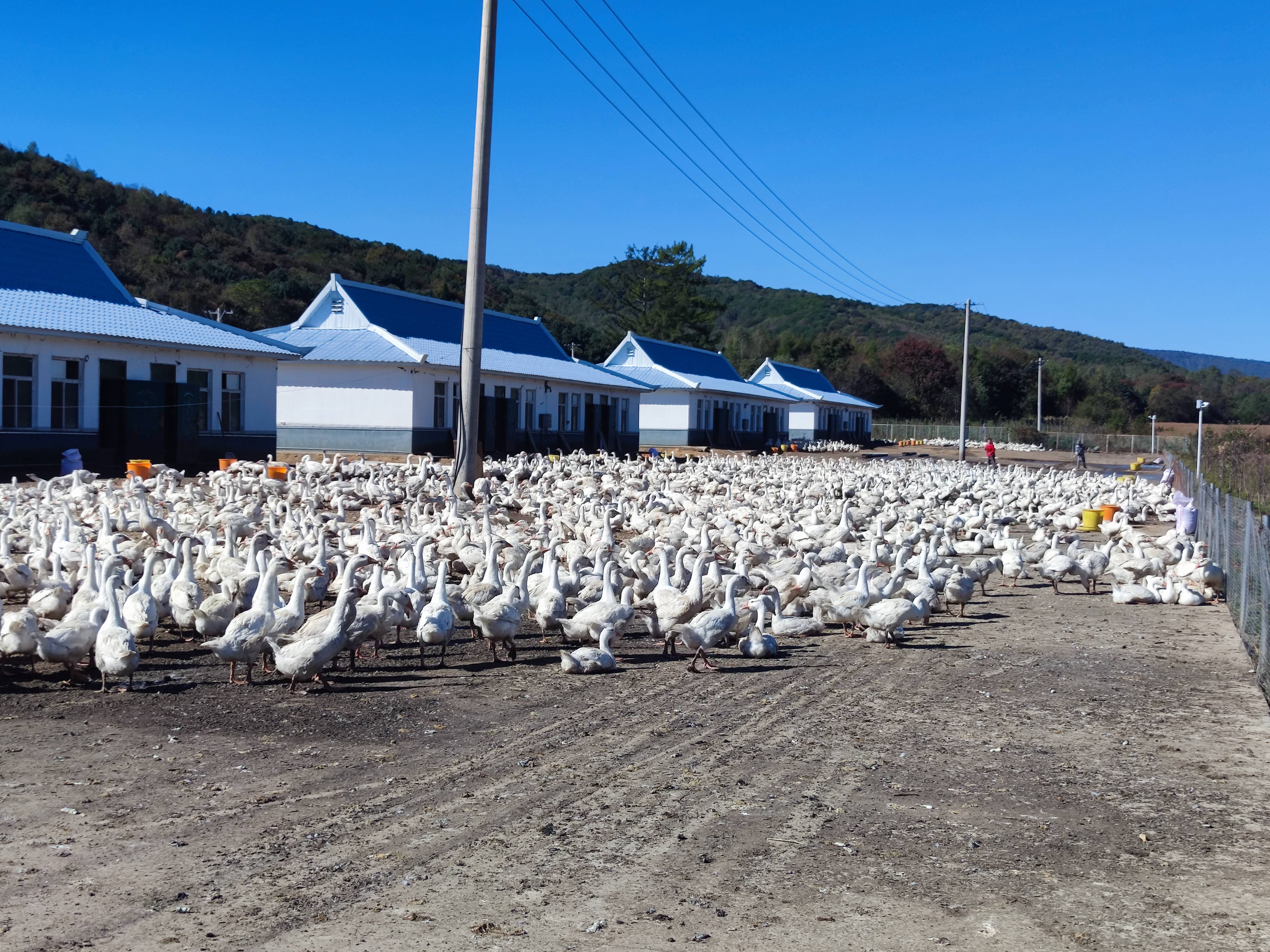 汤原"鹅司令"羽绒服上大分_养殖_产业_发展