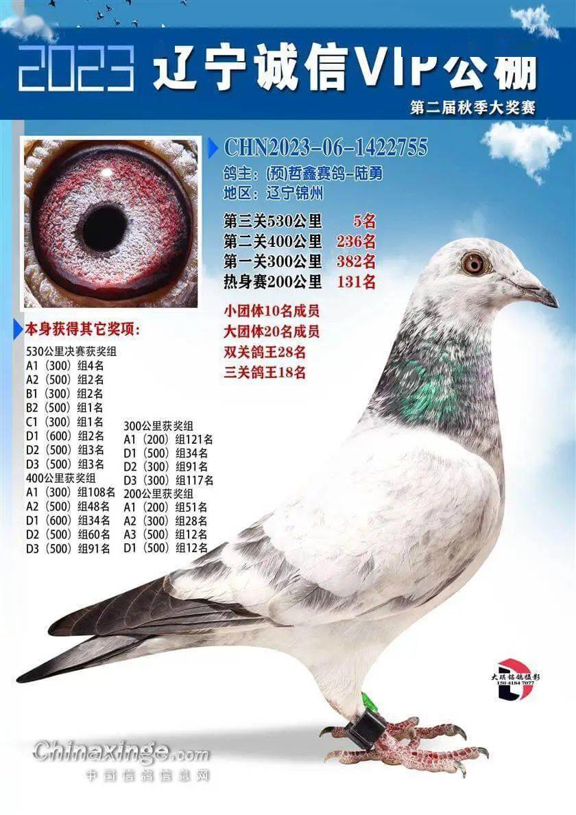 10,宁夏玺恒翔公棚决赛5名宁夏玺恒翔公棚2023年第10届秋季万羽大奖赛