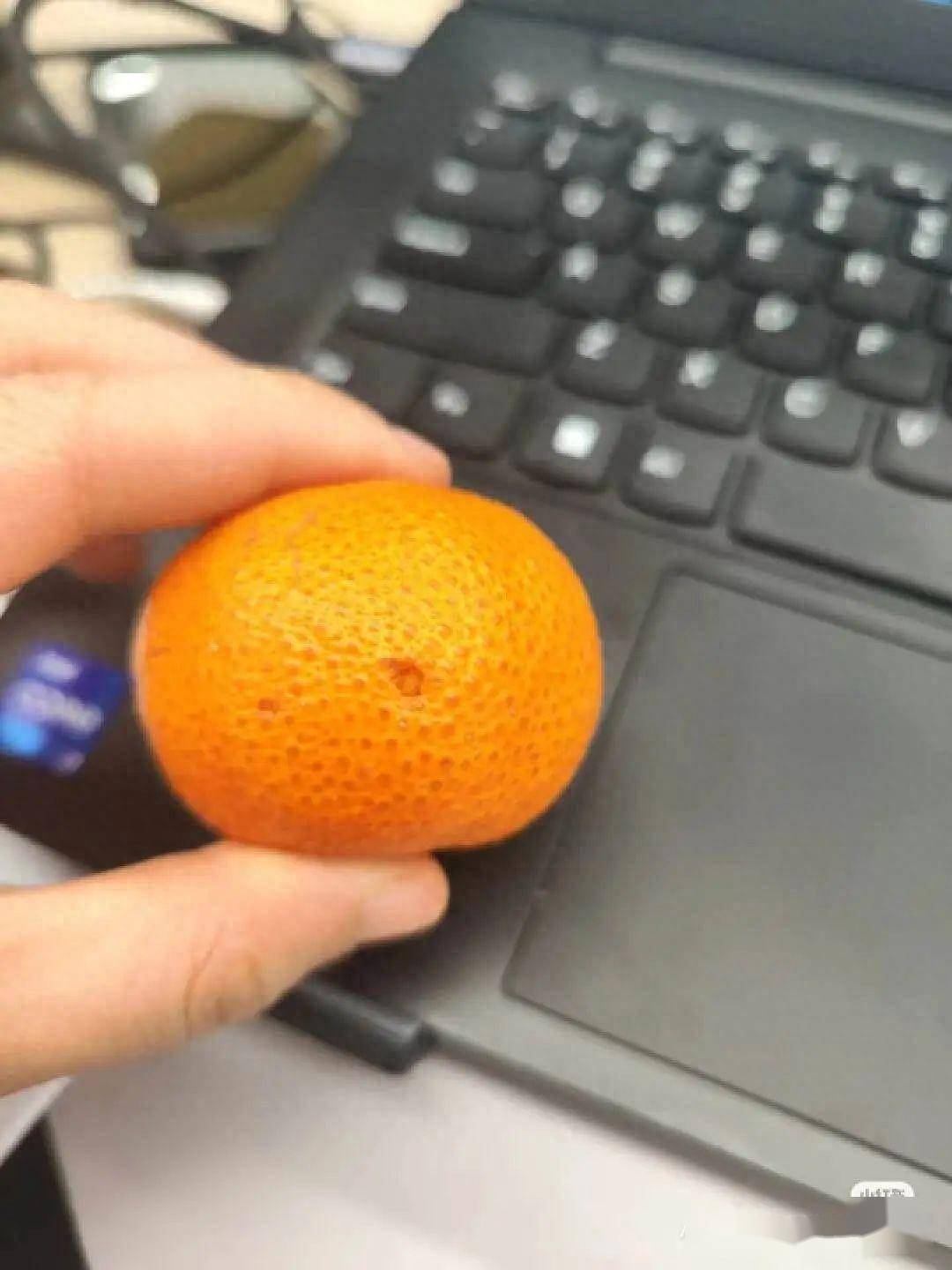 为什么砂糖橘上都有个洞?