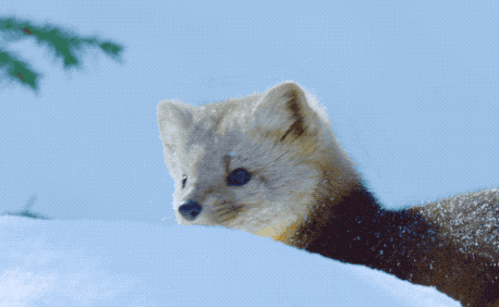 壁纸 动物 猫 猫咪 小猫 桌面 458_282