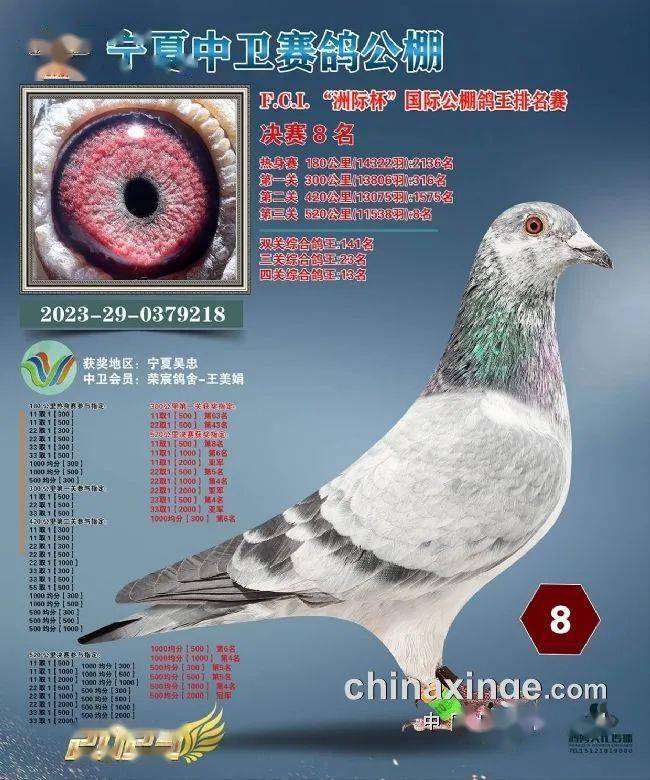 12,平凉宇浩赛鸽公棚八名十年磨一剑,一剑定乾坤.