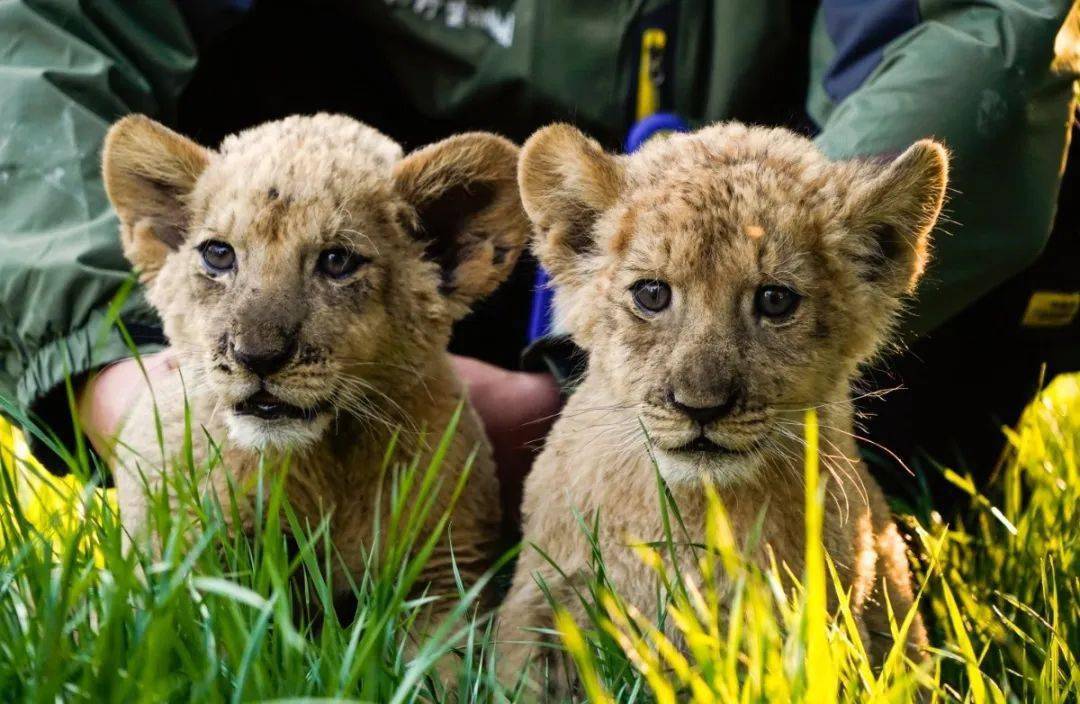赣西野生动物王国成为芦溪旅游新名片_游客_景区_主题