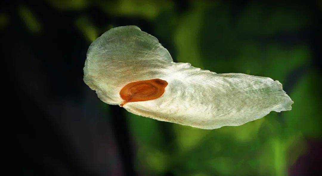 对抗逆境最好的办法_植物_时间_动物