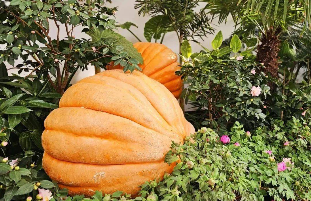 杜鹃,紫荆,西府海棠等公园花期控制特色花卉,还有朱顶红,巨型南瓜