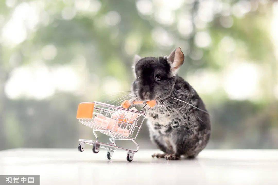 被称为龙猫的动物,实际上是原产于南美安第斯山区的毛丝鼠,包括长尾