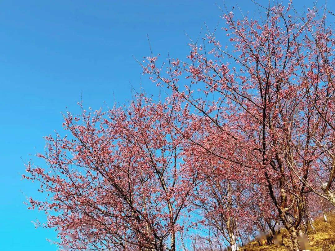 大田屏山樱花迎来盛放期,太美了!_来源_年年_迟日
