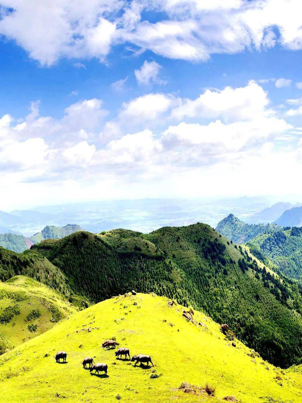 上林这些宝藏景点,春节等你来游玩_旅游_游客_景区