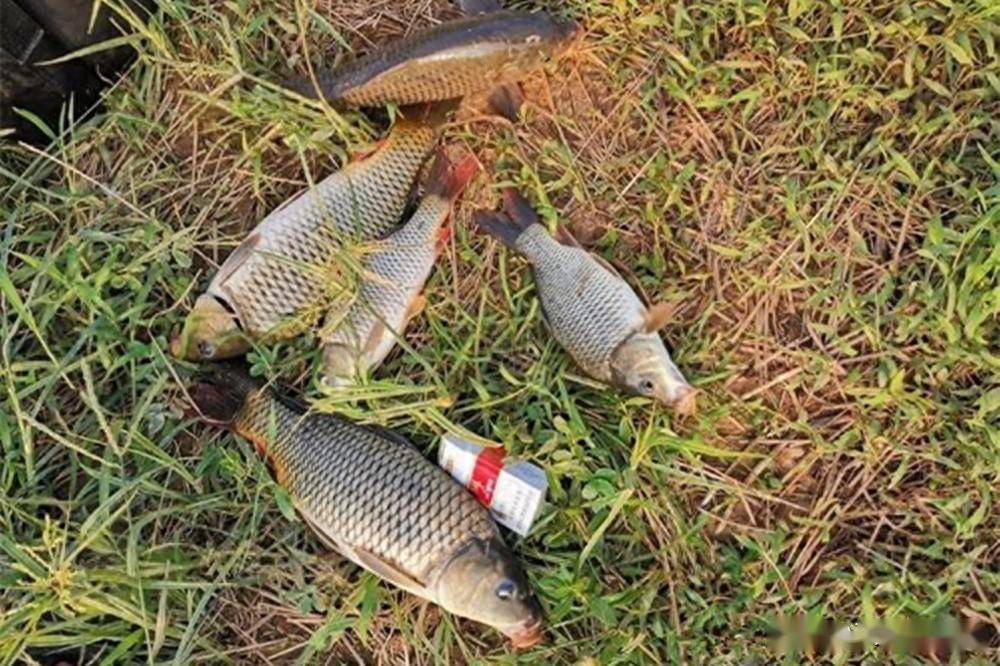 早春野钓水库,遇上大鱼抢浅滩,可以试试这种钓法_浅水