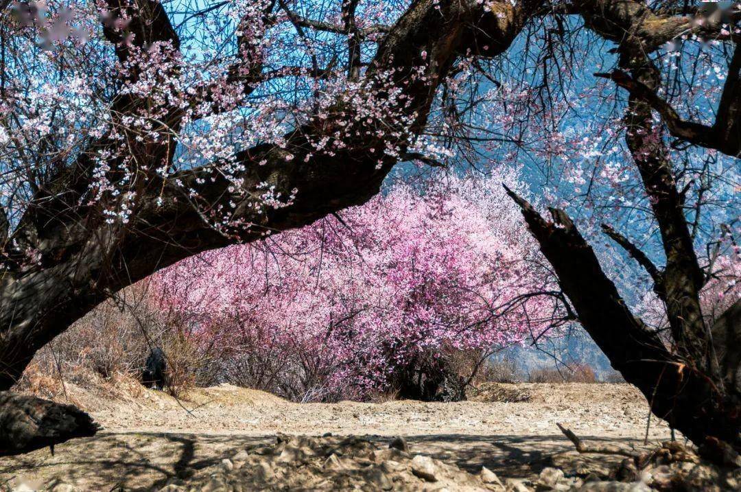 三月桃花若雲霞_林芝_波密_雅魯