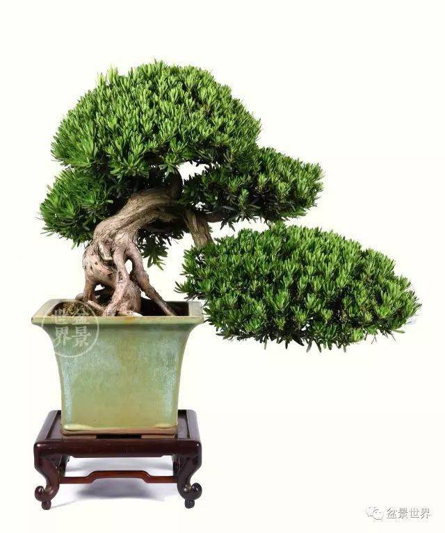 镇宅辟邪_cm_作品_罗汉松