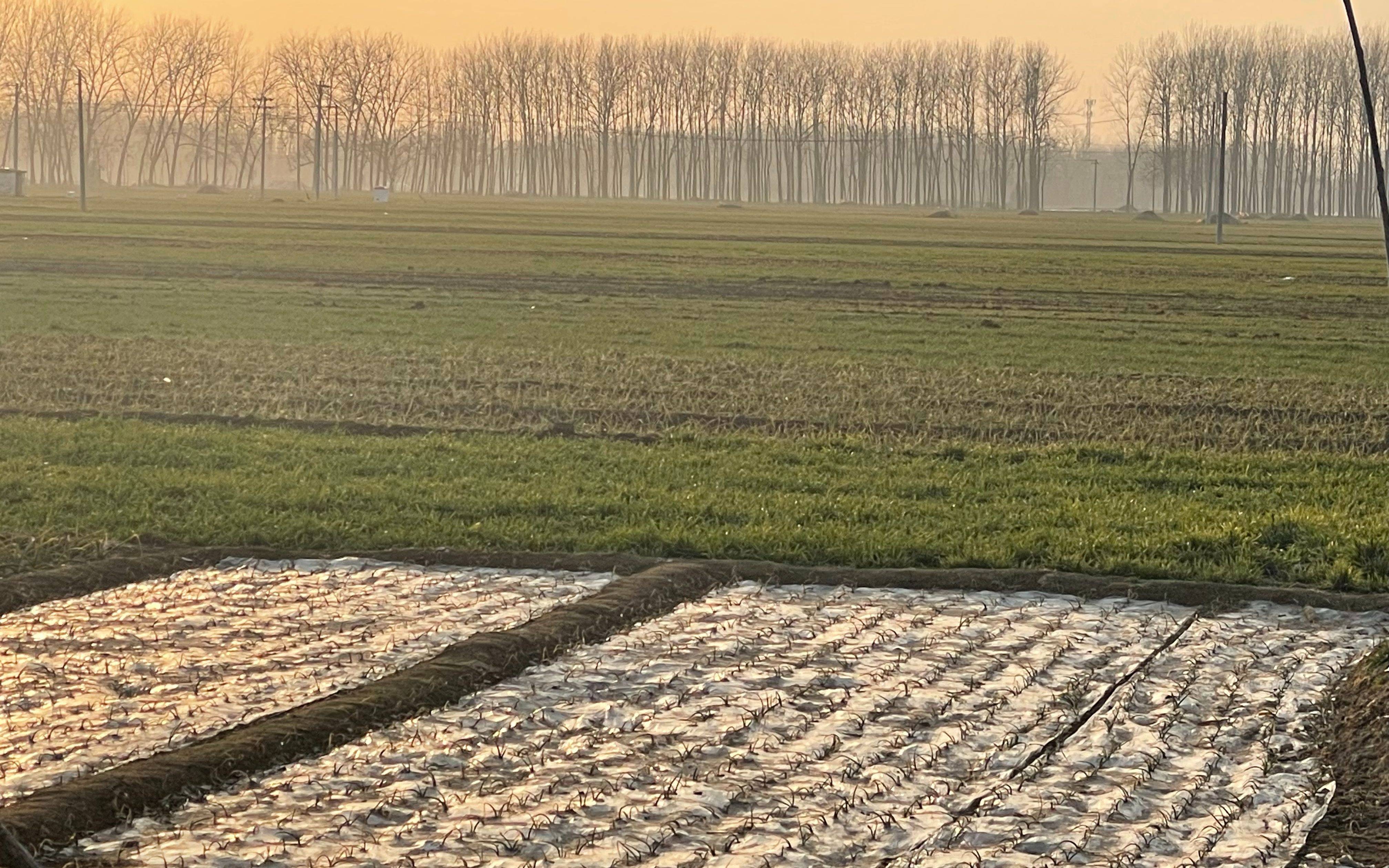 鲁西南村庄的四个龙年:转眼故园已成乡愁